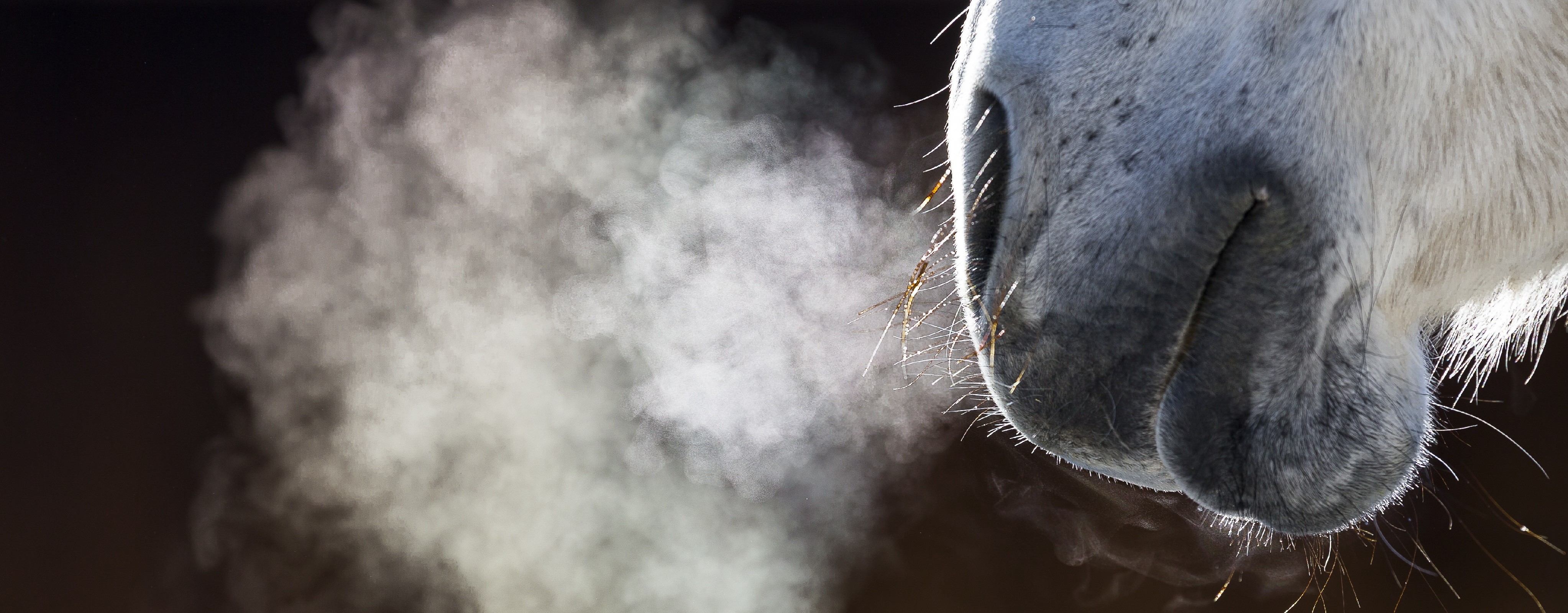 Chevaux et Alimentation